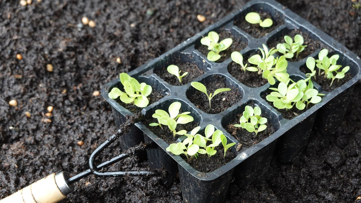 A cell tray of lettuce seedlings resting on dark soil beside a hand fork