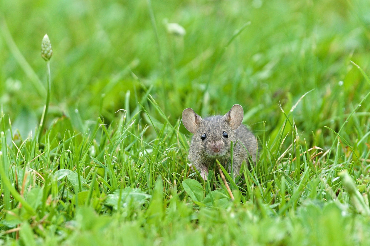 A house mouse sitting in green grass in a garden.