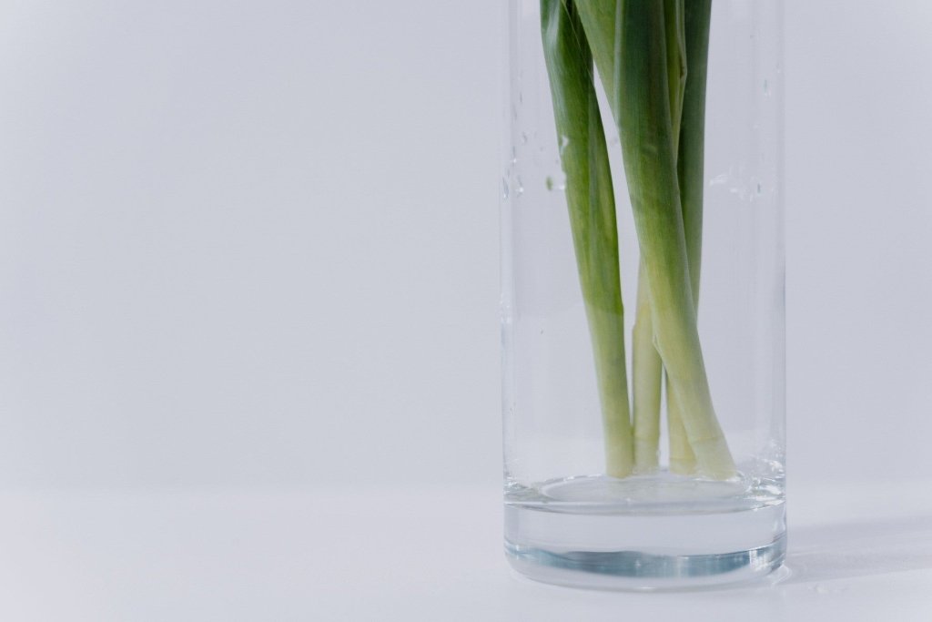 Regrowing vegetables from kitchen scraps: what actually works - Happy Valley Seeds