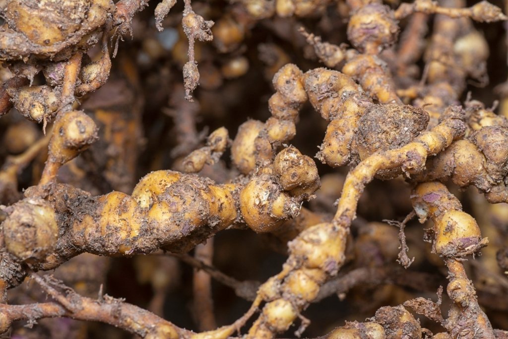 Root-Knot Nematode: The Hidden Cause of Wilting and Forked Roots - Happy Valley Seeds
