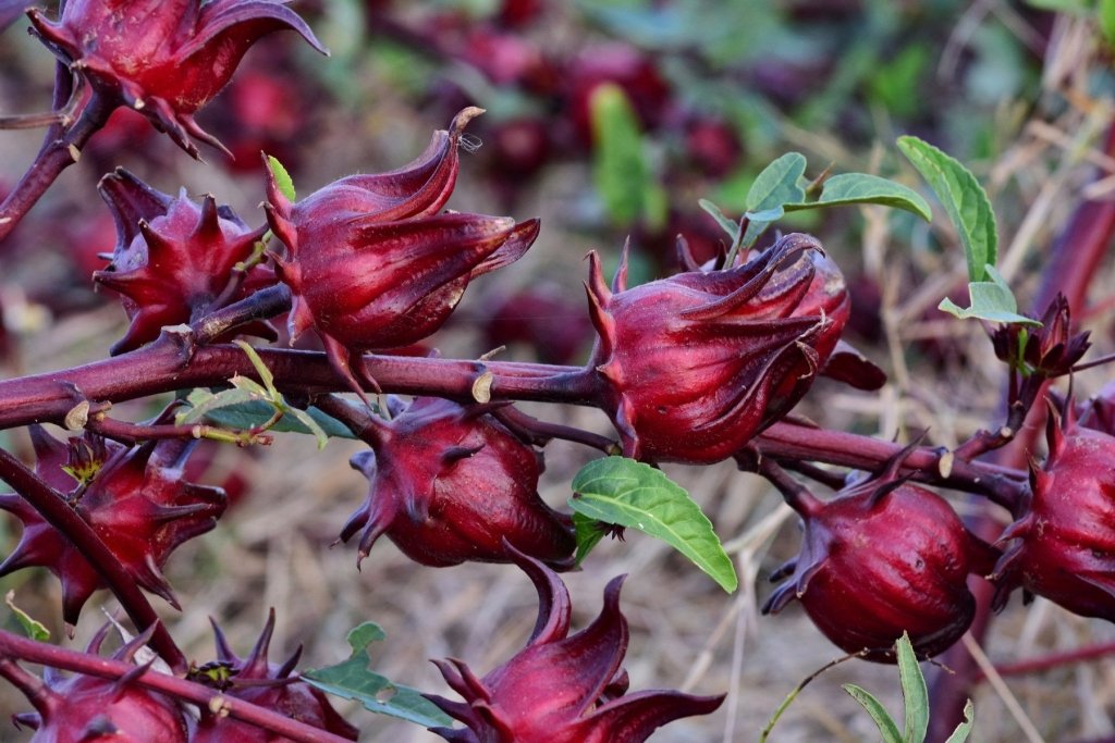 Rosella: From a Spring Seed to a Jar of Crimson Jam - Happy Valley Seeds