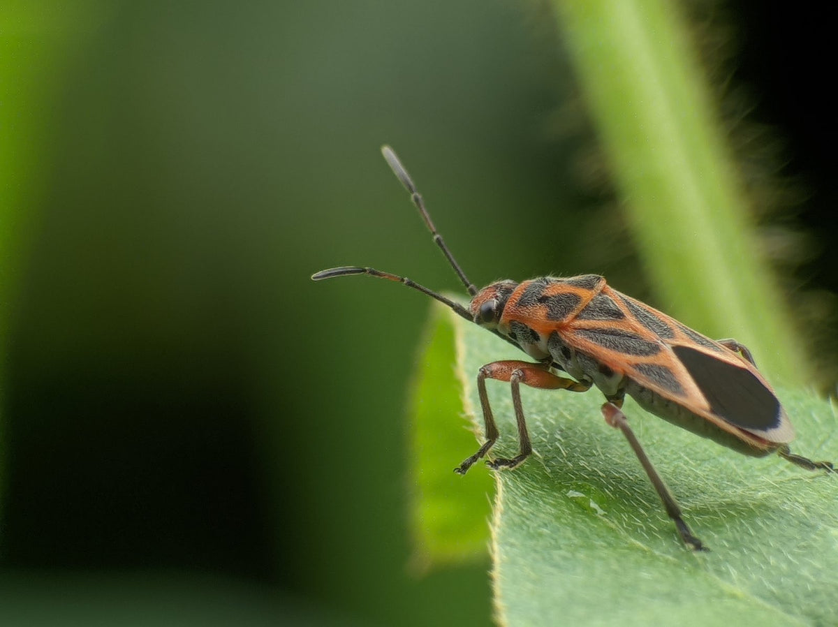 A small grey-brown seed bug on a seed head.