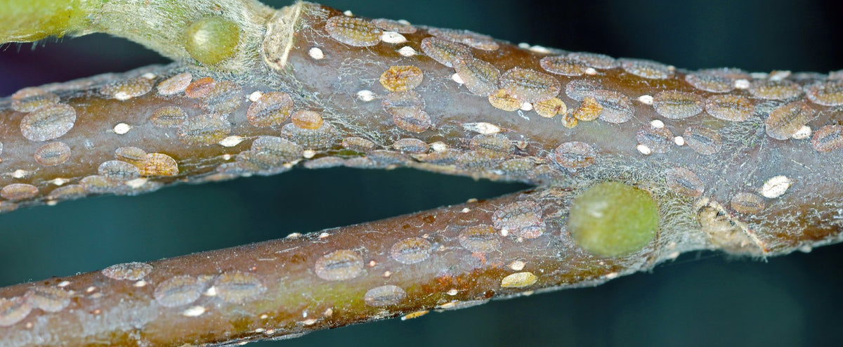 Scale insects clustered along a plant stem.