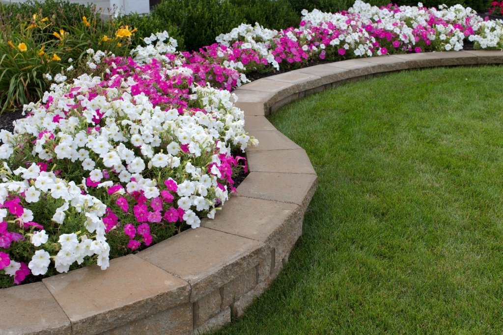 Self-Seeding Flowers That Come Back Every Year in Australian Gardens - Happy Valley Seeds