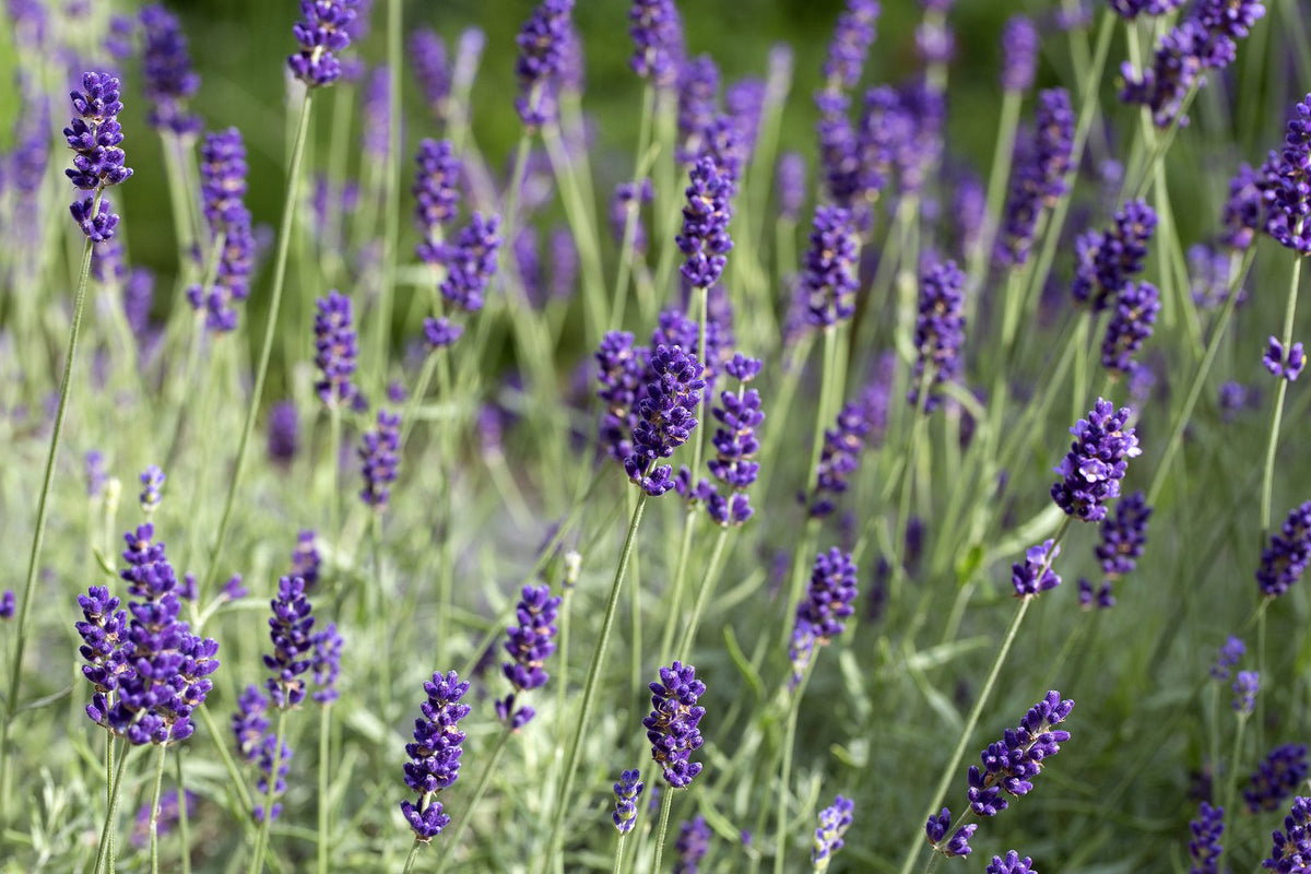 Lavender in flower