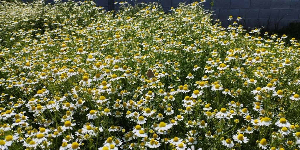 Should you grow Roman or German Chamomile? - Happy Valley Seeds