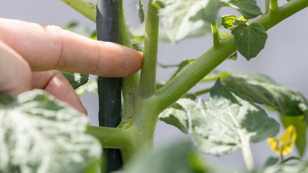 Should You Prune Your Tomatoes? How to Train Vines and Leave Bushes Alone - Happy Valley Seeds