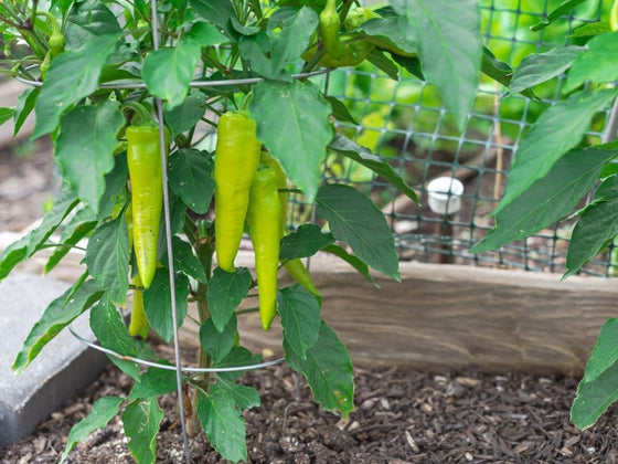 Side Dressing: How to Feed Vegetables Once They Are Growing