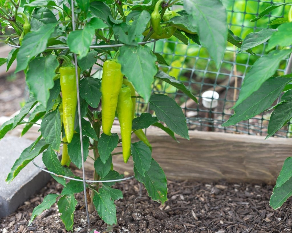 Side Dressing: How to Feed Vegetables Once They Are Growing - Happy Valley Seeds