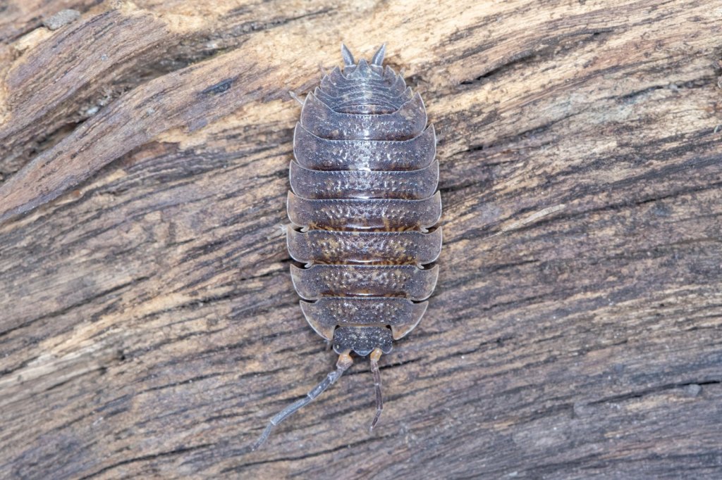 Slaters (Woodlice): Friend or Pest, and How to Manage Them - Happy Valley Seeds
