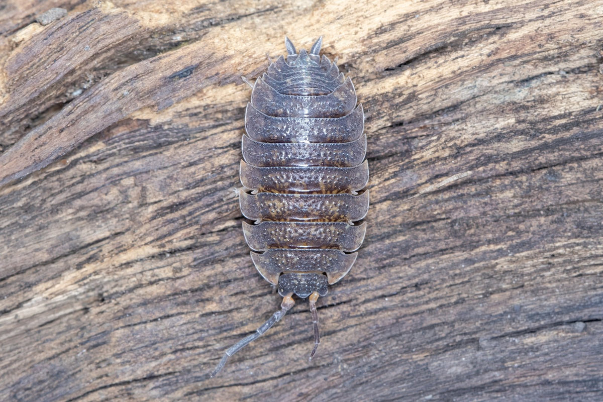 A rough slater, or woodlouse, on damp timber.