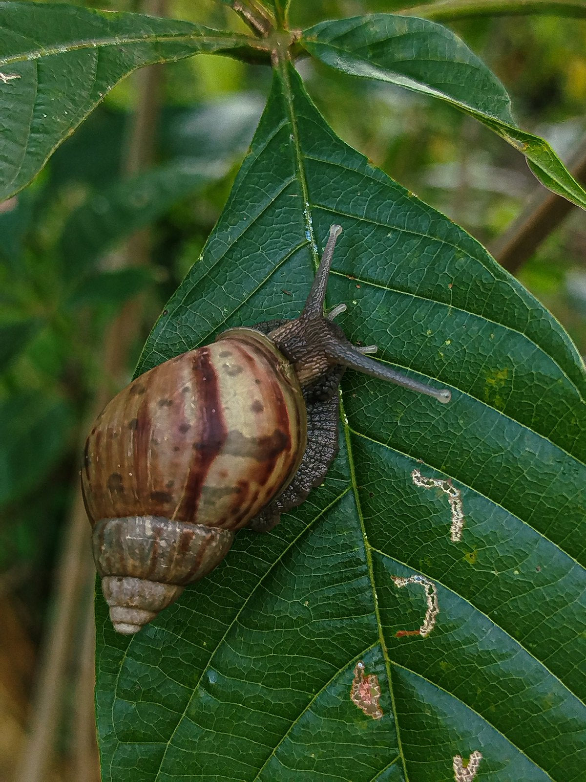 A garden snail on a green leaf.