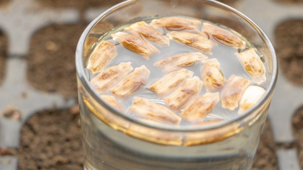 Soaking, Scarification and Cold Stratification: Which Seeds Need Help, and Which Do Not - Happy Valley Seeds
