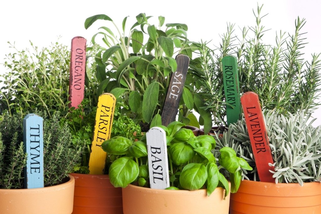 Sowing in August for a Summer Full of Herbs - Happy Valley Seeds