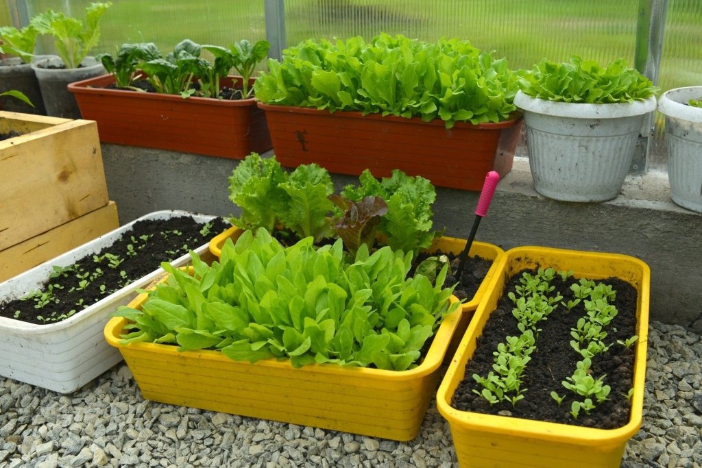 Spring Sowing in Australia: Timing It Right - Happy Valley Seeds