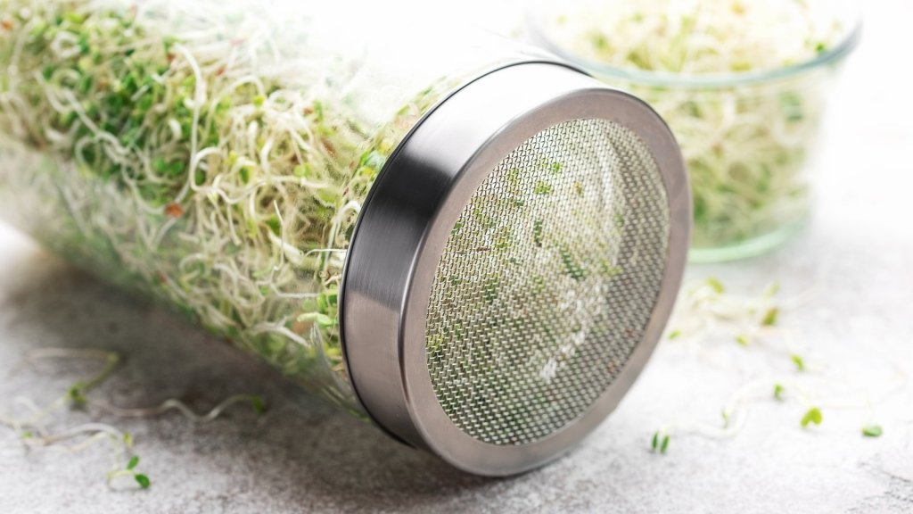 Sprout Problems and Safety: Smell, Slime, Mould and When to Bin the Jar - Happy Valley Seeds