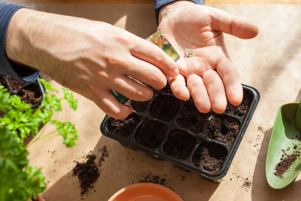 Starting Your First Edible Garden in Australia - Happy Valley Seeds