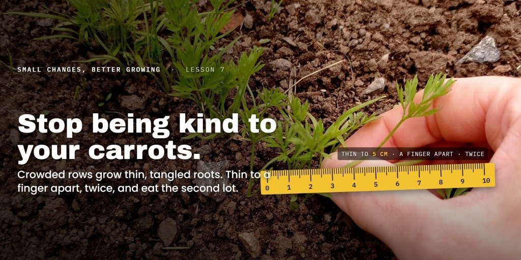 Stop being kind to your carrots: why thinning is the step everyone skips - Happy Valley Seeds