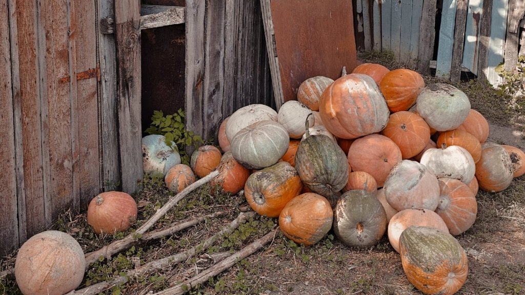 Storage Crops: Vegetables That Keep for Months Without Preserving - Happy Valley Seeds