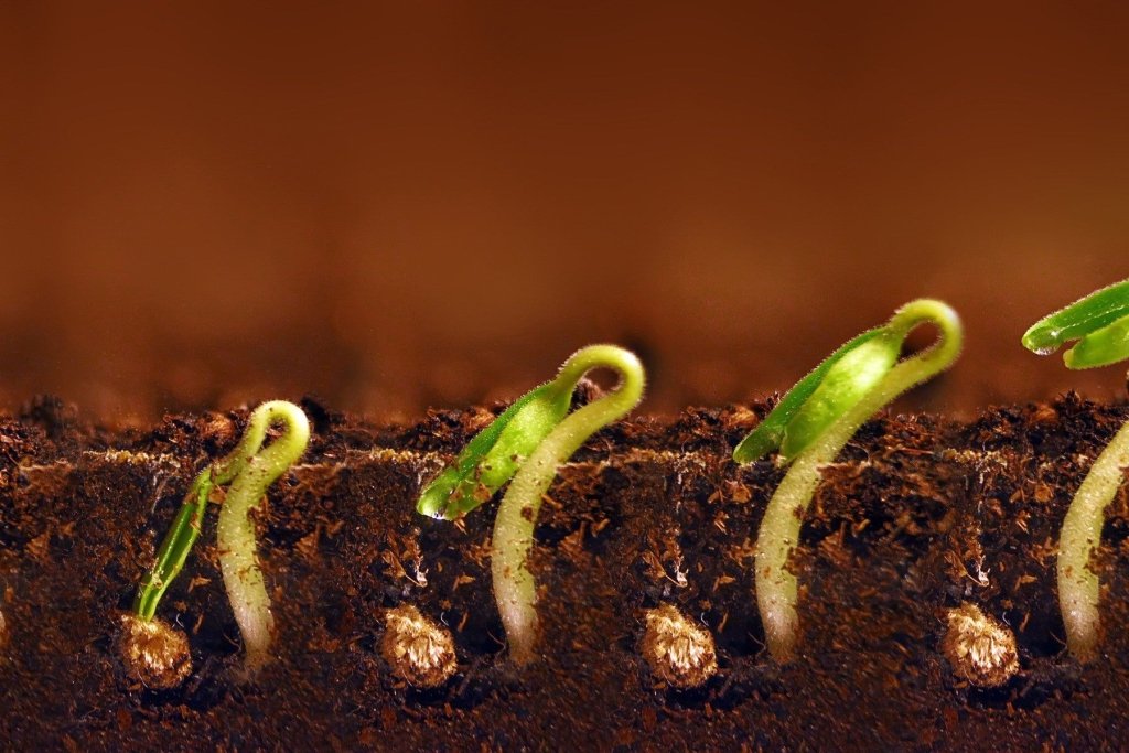 Succession planting: how to harvest continuously, not all at once - Happy Valley Seeds