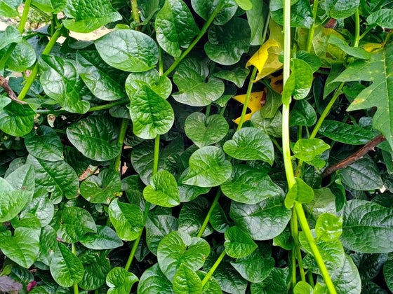 Summer Greens: Leafy Crops That Take the Heat When Spinach Bolts