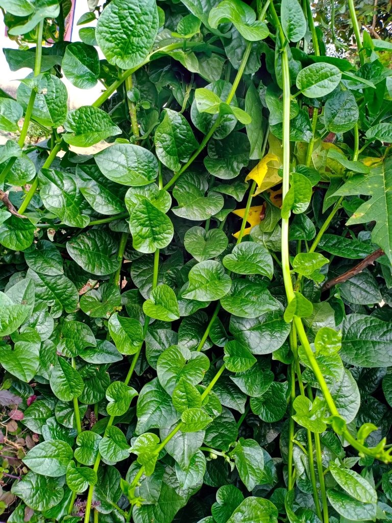Summer Greens: Leafy Crops That Take the Heat When Spinach Bolts - Happy Valley Seeds