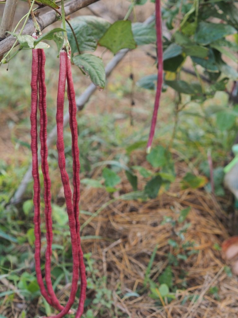 Summer Vegetables in Arid and Semi-Arid Australia: Two Plantings and Less Water - Happy Valley Seeds