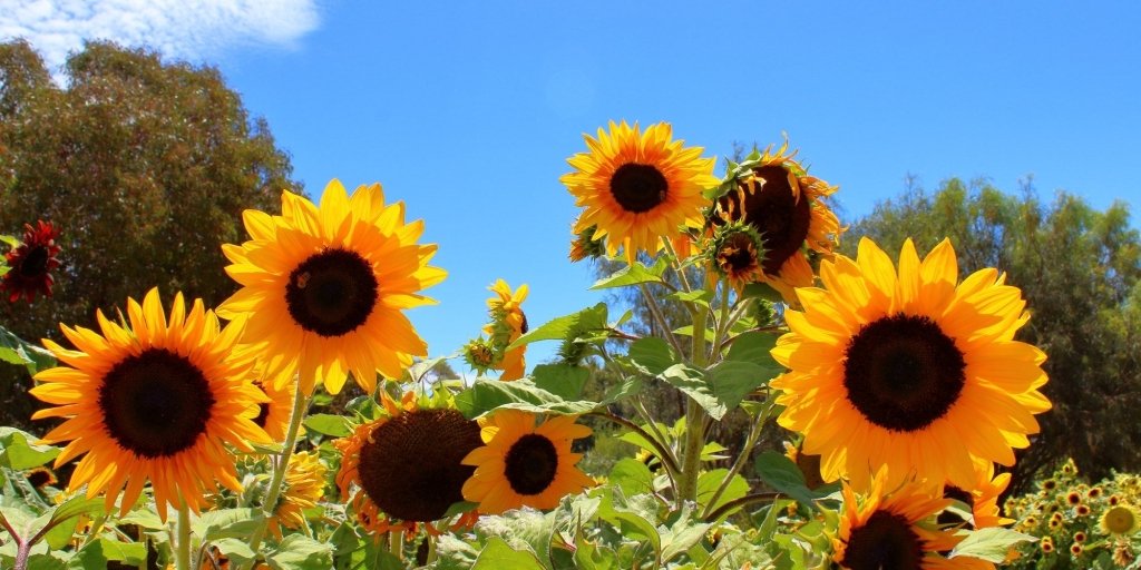 Sunflowers: Hundreds of Tiny Flowers in One Head - Happy Valley Seeds
