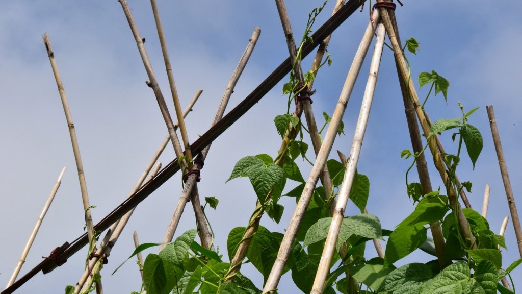 Supports for Climbing Beans, Peas, Cucumbers and Tomatoes - Happy Valley Seeds