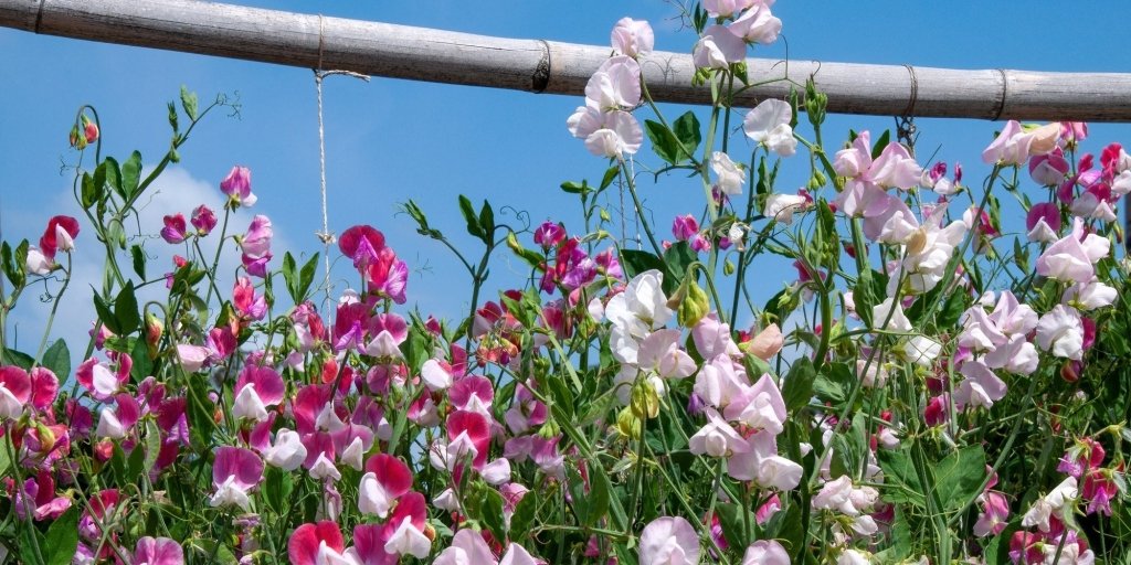 Sweet Peas: Queen of the Annuals - Happy Valley Seeds
