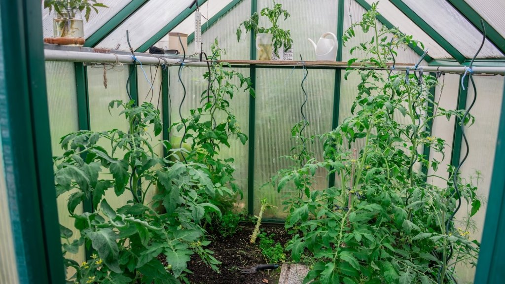 Ten Common Greenhouse Mistakes (and How to Avoid Them in Australia) - Happy Valley Seeds