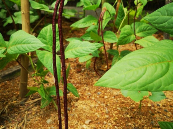 The Build-Up: Looking After a Top End Garden from October to December