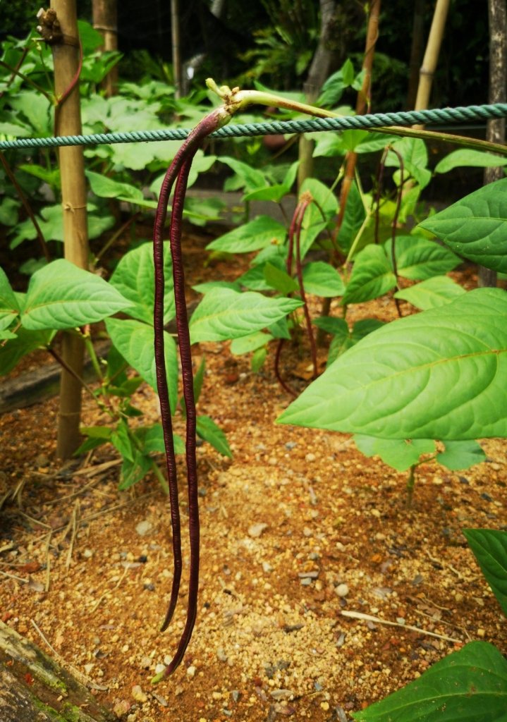 The Build-Up: Looking After a Top End Garden from October to December - Happy Valley Seeds