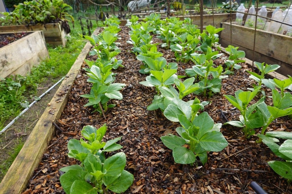 The Quiet Month That Decides Next Summer's Harvest - Happy Valley Seeds