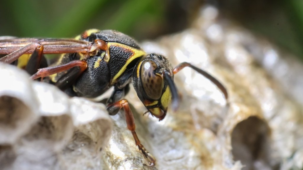 The wasps worth keeping: predators and parasitoids in the vegetable patch - Happy Valley Seeds