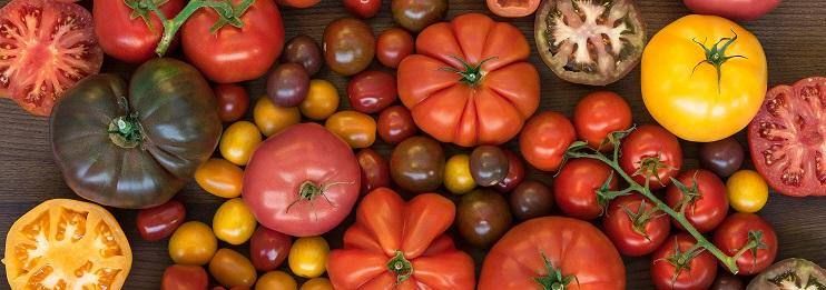 Tomato - How to grow from the seeds - Tips inside - Happy Valley Seeds