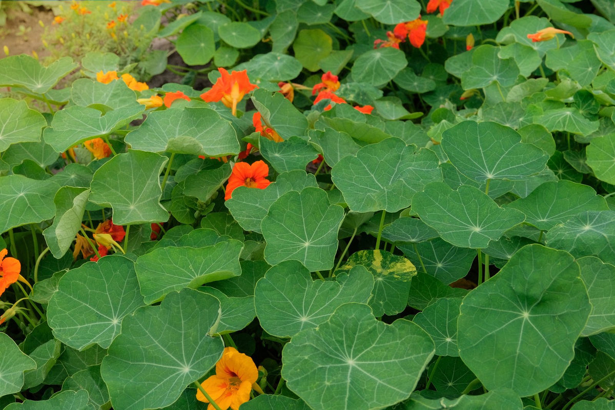 Nasturtiums in flower, a classic trap and companion plant, in a garden bed.