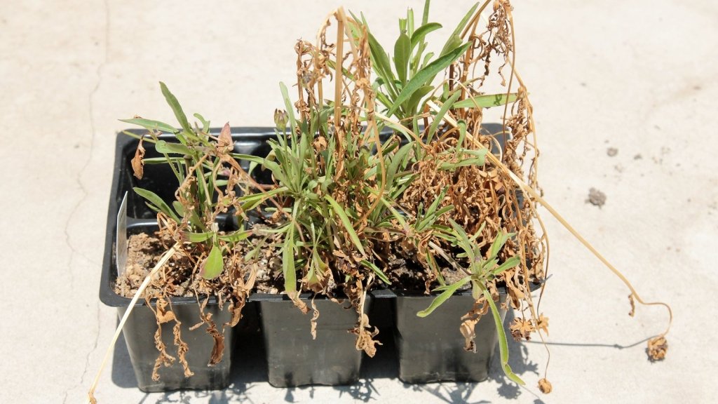 Twelve Common Vegetable Gardening Mistakes (and the Easy Fixes) - Happy Valley Seeds