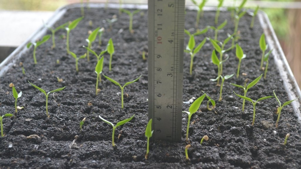 Vegetable Spacing: Why Plants Need Room, With a Guide for Common Crops - Happy Valley Seeds