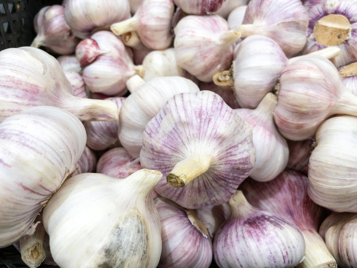 A pile of white and purple garlic bulbs