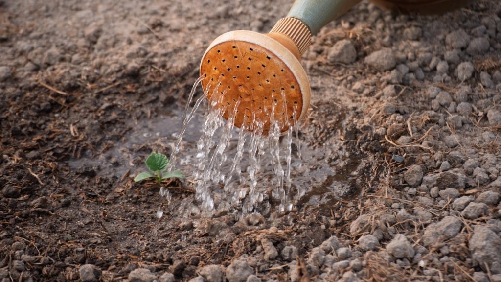 Water-Repellent Soil: Why Your Sand Stays Dry and How to Fix It - Happy Valley Seeds