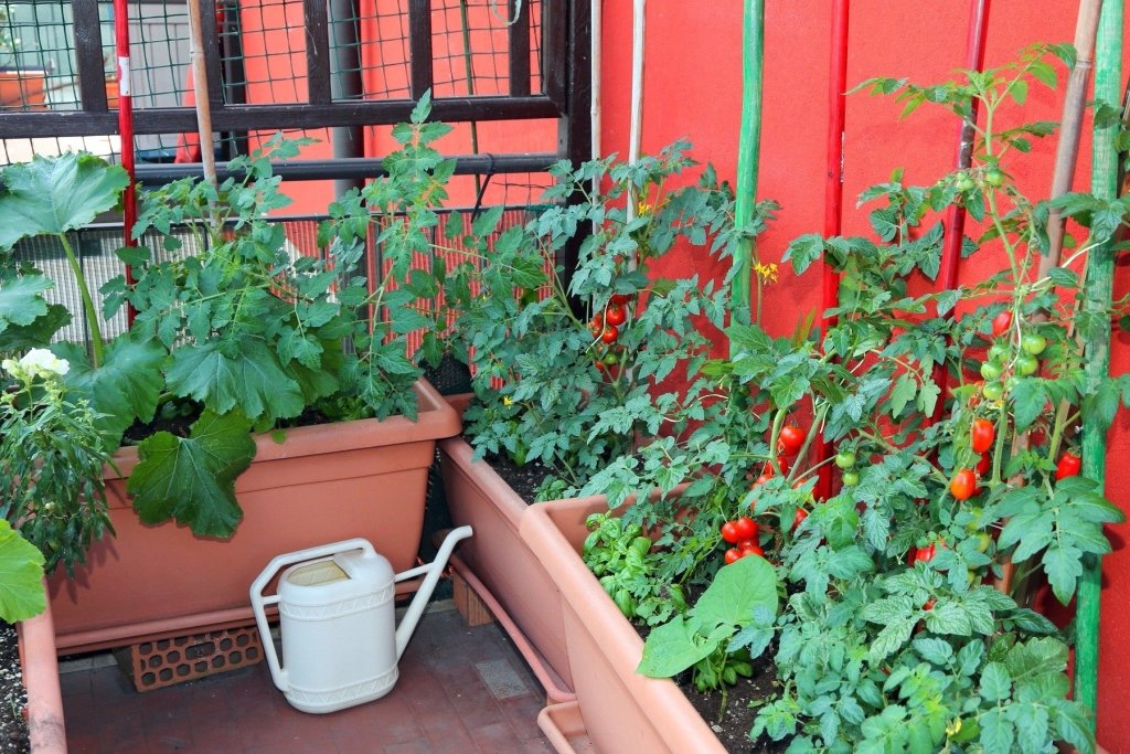 Watering Pots in an Australian Summer Without Losing the Crop - Happy Valley Seeds