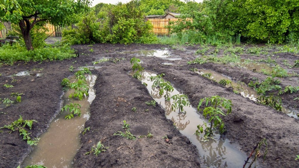 Waterlogged Soil: What to Do When the Garden Will Not Drain - Happy Valley Seeds