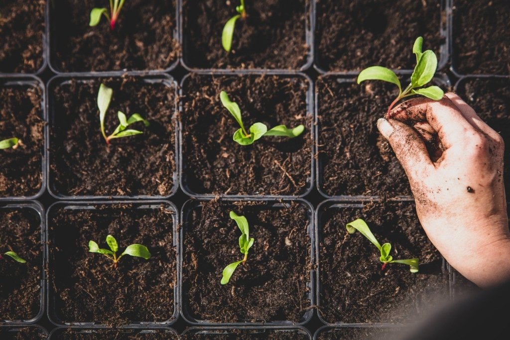 What Makes a Good Seed Starting Mix? Tips from a Master Gardener - Happy Valley Seeds