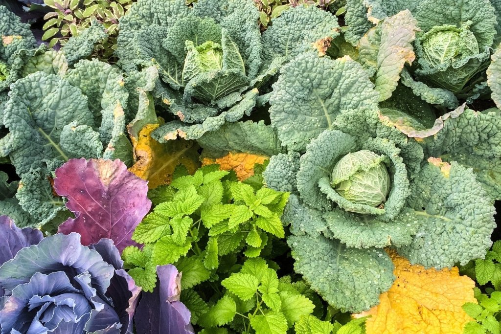 What to grow in winter: cool-season vegetables across Australia - Happy Valley Seeds
