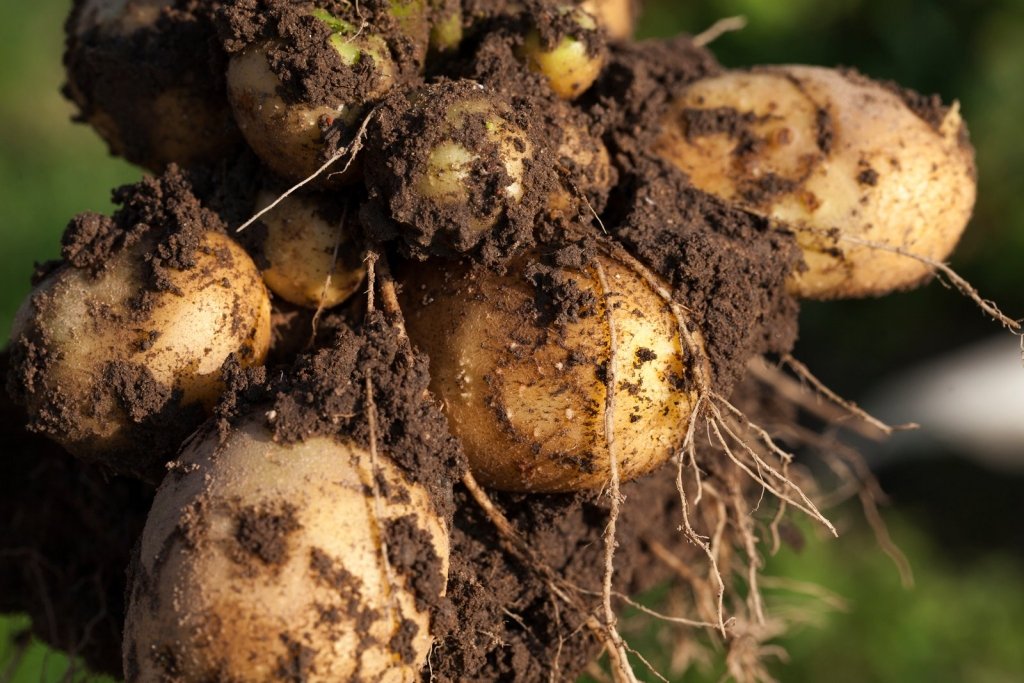 What to Sow in October for a Christmas Harvest - Happy Valley Seeds