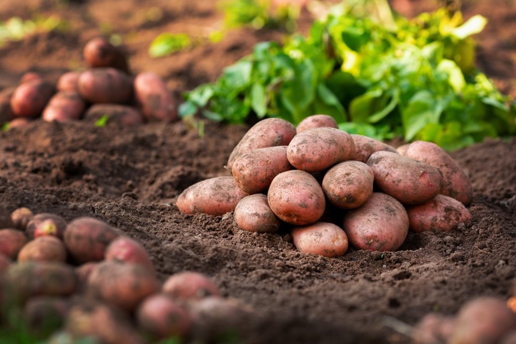 When to Plant Potatoes in Australia, Zone by Zone - Happy Valley Seeds