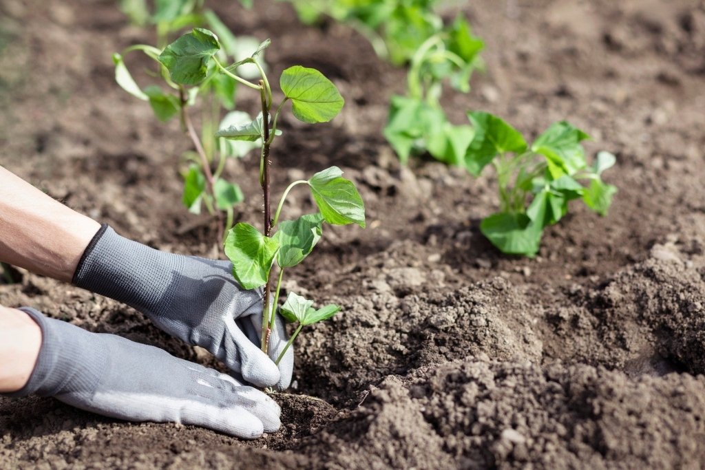 When to plant sweet potatoes in Australia, zone by zone - Happy Valley Seeds
