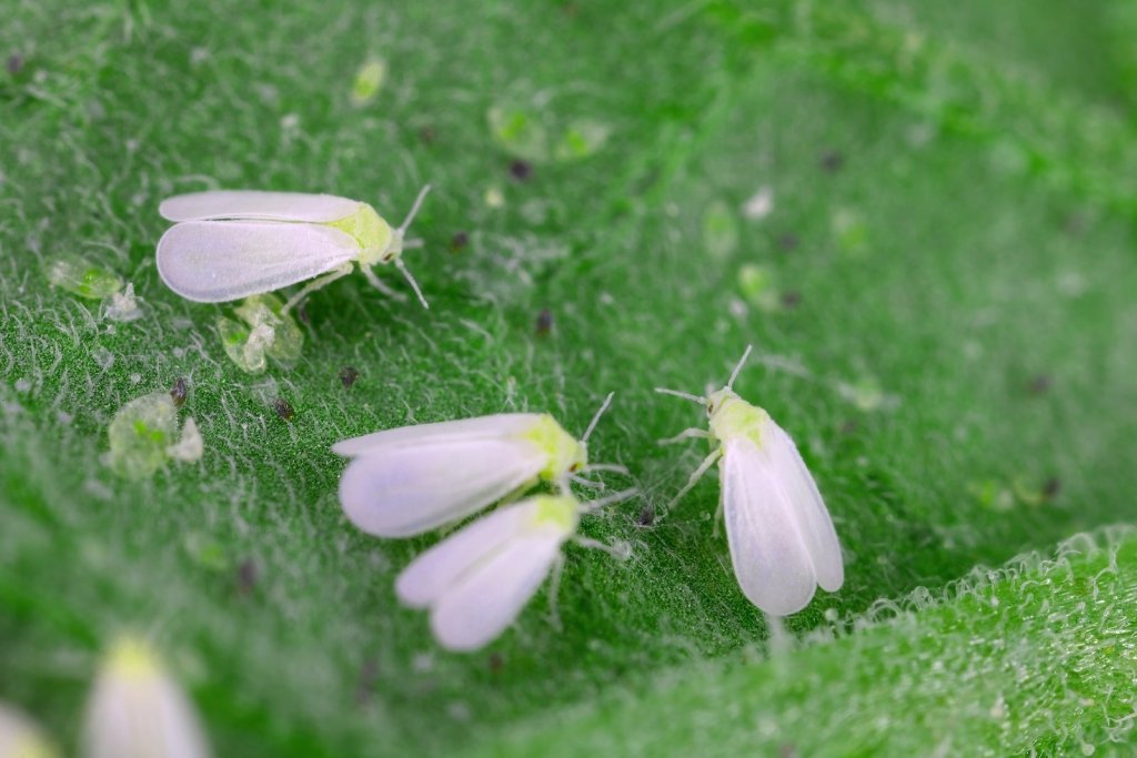 Whitefly: The Cloud of Tiny White Insects Under Your Leaves - Happy Valley Seeds