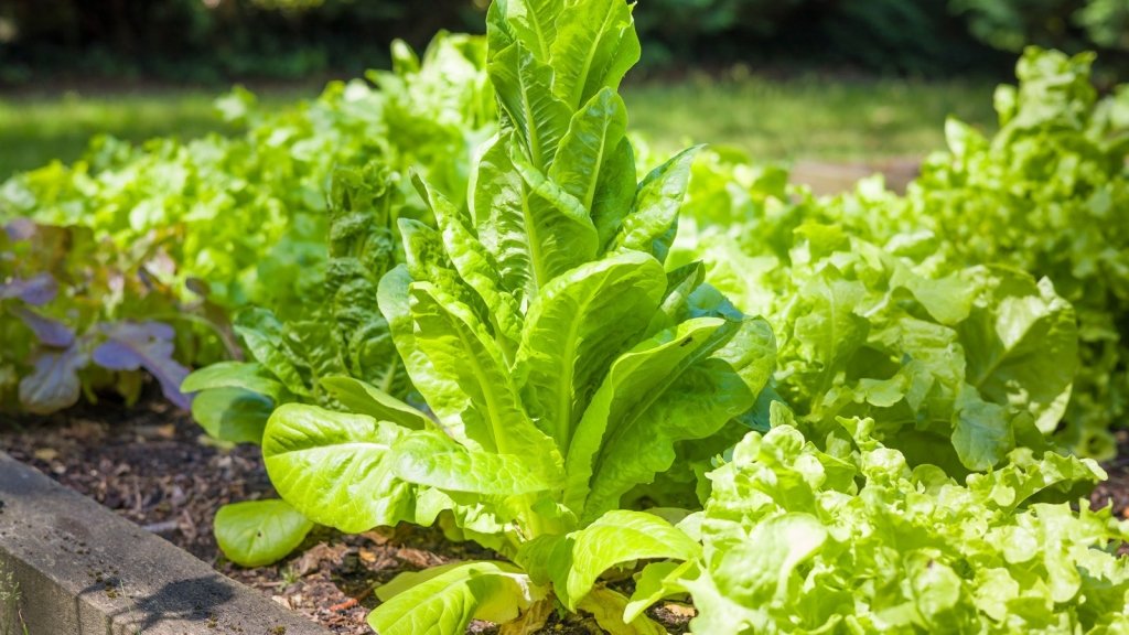 Why vegetables bolt, and how to slow it down - Happy Valley Seeds